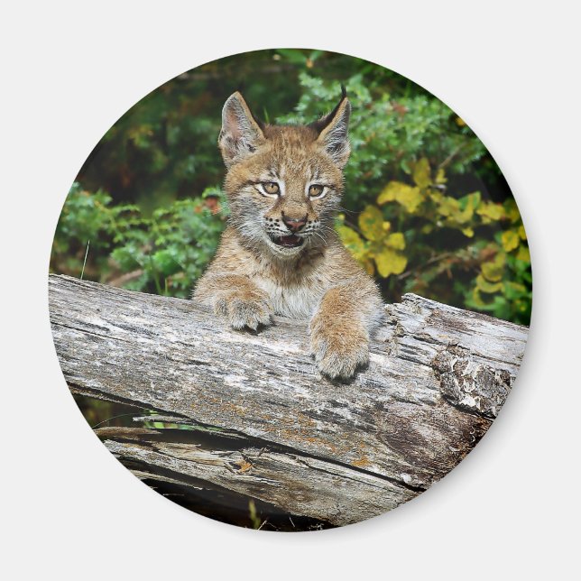 Siberian Lynx Kitten Magnet (Framsidan)
