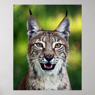 Siberian Lynx - leende Poster