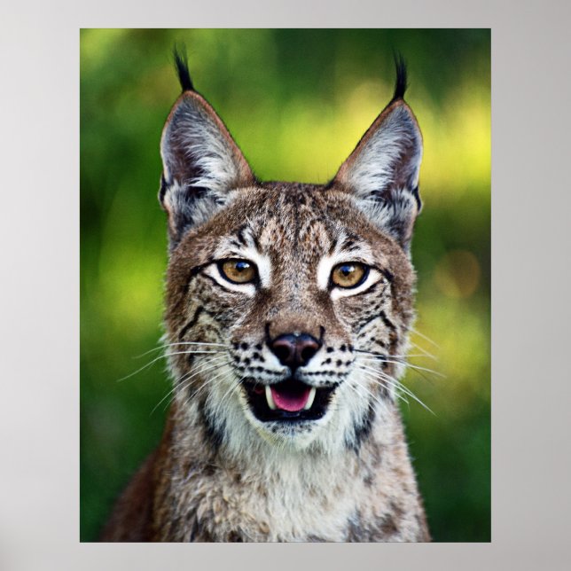 Siberian Lynx - leende Poster (Framsidan)