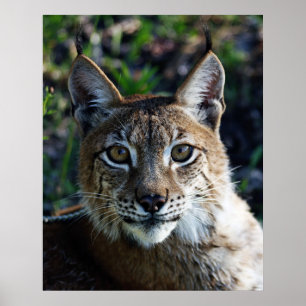 Siberian Lynx-profil Poster