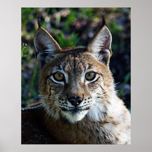 Siberian Lynx-profil Poster (Framsidan)