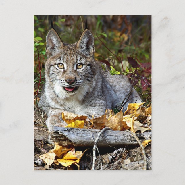 Siberian Lynx Vykort (Framsida)
