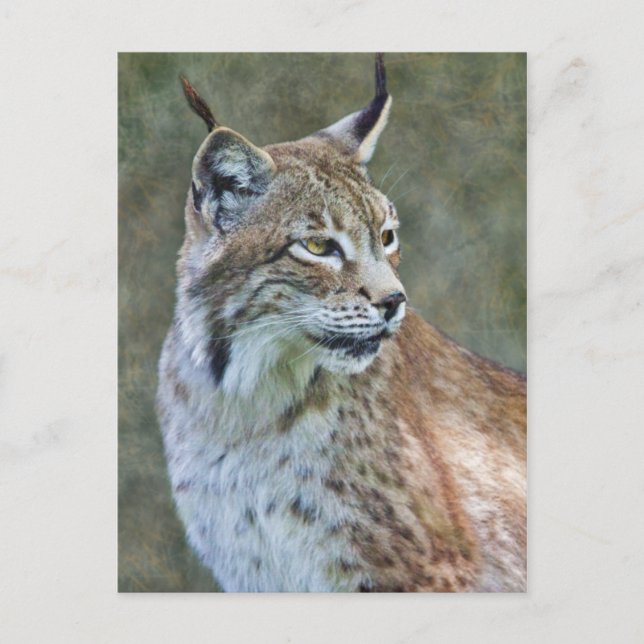 Siberian Lynx vykort (Framsida)