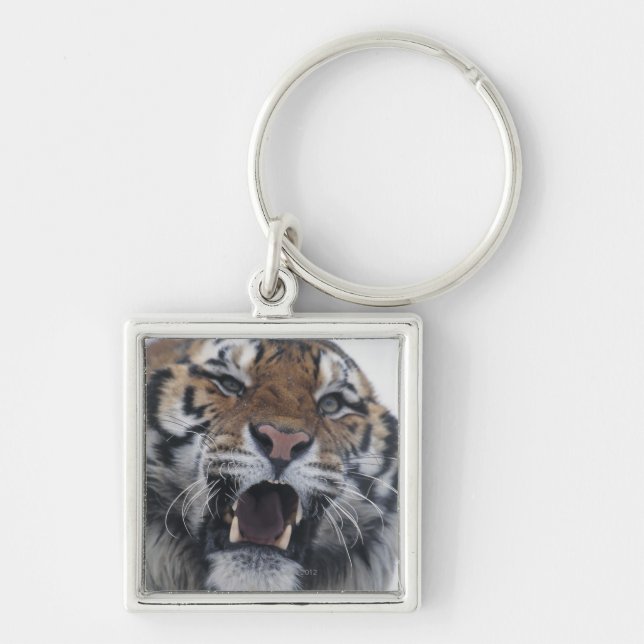 Siberian morra för tiger fyrkantig silverfärgad nyckelring (Framsidan)