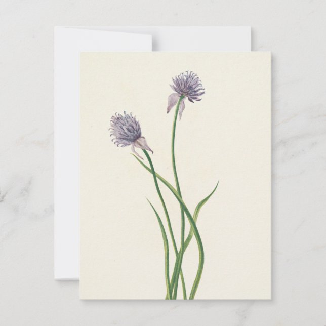 Siberian Onion av Mary Vaux Walcott Anteckningskort (Framsida)