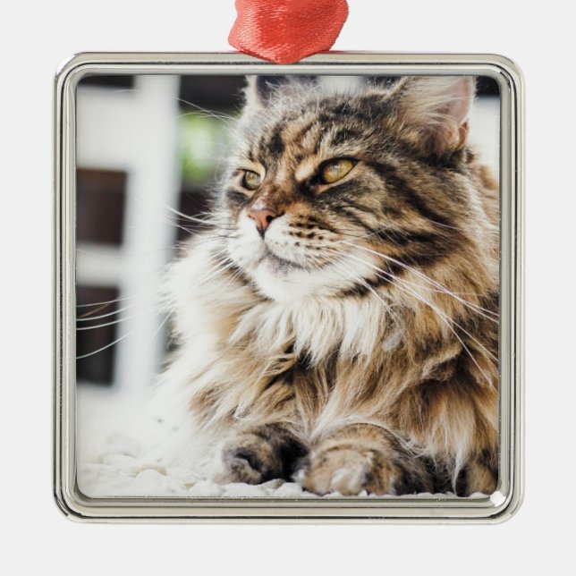 Siberian perserkattdesign för härlig fluffig tabby julgransprydnad metall (Framsidan)