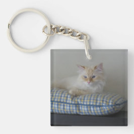 Siberian skogkatt (siddubbelt)