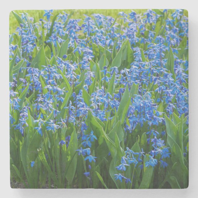Siberian Squill Stenunderlägg (Framsidan)