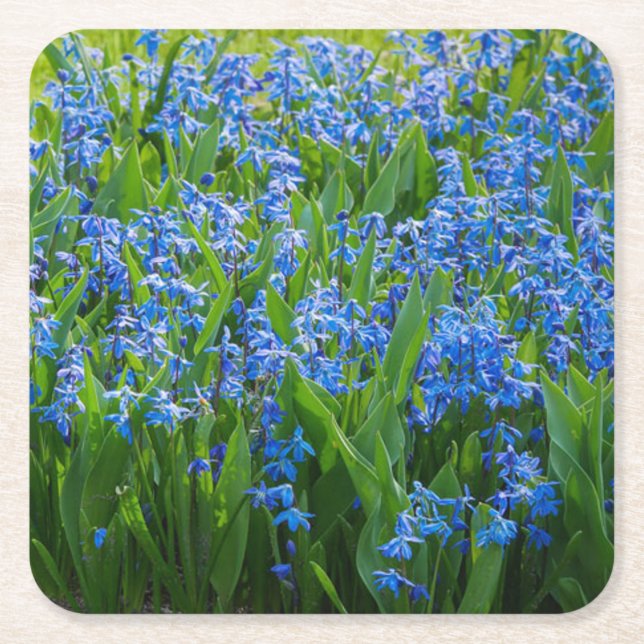 Siberian Squill Underlägg Papper Kvadrat (Framsidan)