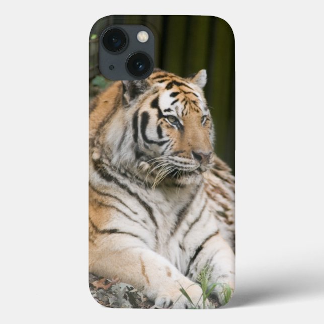Siberian Tiger (Baksida)
