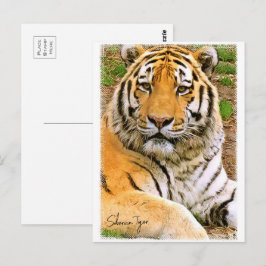 Siberian Tiger ポストカード Vykort