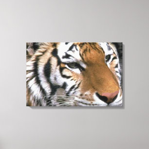 Siberian Tiger Älskare Art Canvastryck