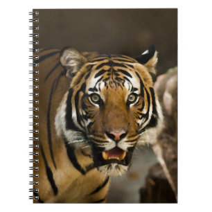 Siberian Tiger Anteckningsbok Med Spiral