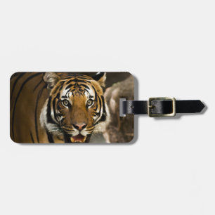 Siberian Tiger Bagagebricka