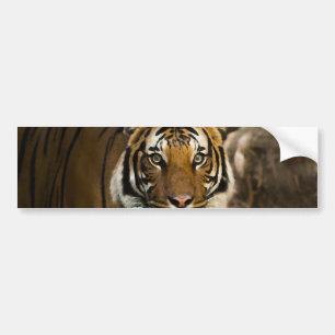 Siberian Tiger Bildekal