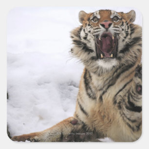 Siberian tiger (den Pantheratigris altaicaen) Fyrkantigt Klistermärke