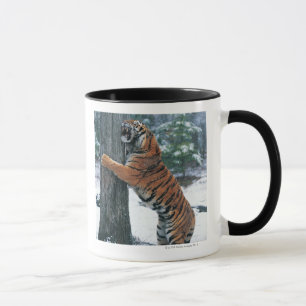 Siberian tiger (den Pantheratigris altaicaen) Mugg