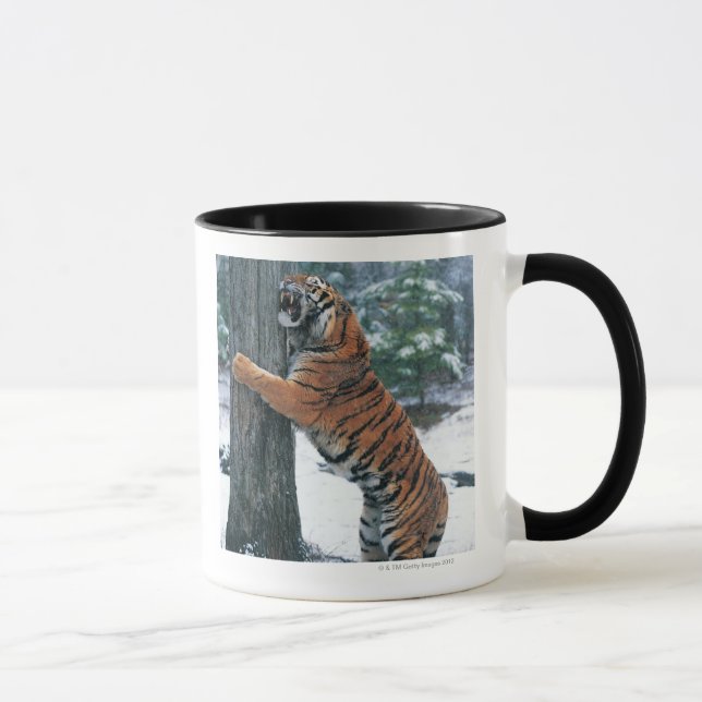 Siberian tiger (den Pantheratigris altaicaen) Mugg (Höger)