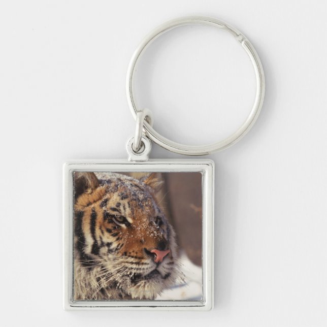 Siberian tiger fyrkantig silverfärgad nyckelring (Framsidan)