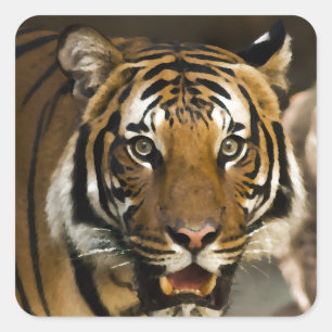 Siberian Tiger Fyrkantigt Klistermärke