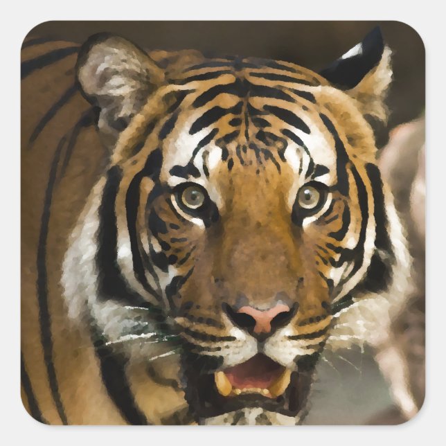 Siberian Tiger Fyrkantigt Klistermärke (Framsida)