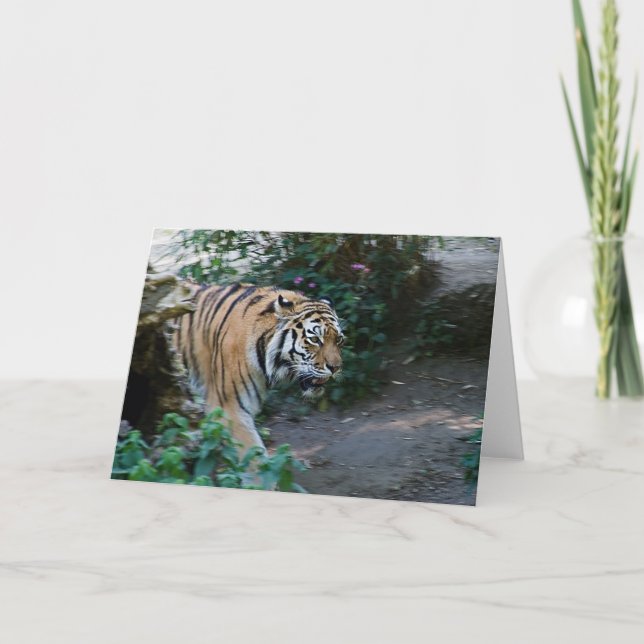 Siberian tiger •, Hälsningkort Kort (Framsida)