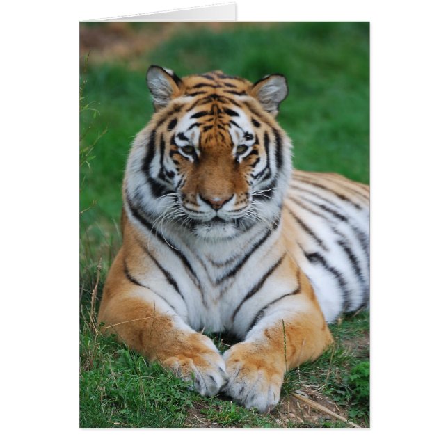 Siberian Tiger Hälsningskort (Framsidan)
