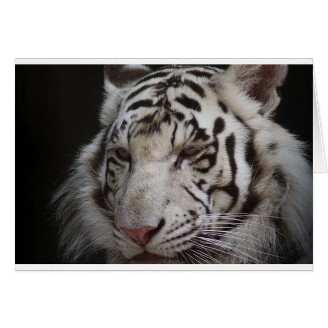 Siberian Tiger Hälsningskort (Framsidan Horizontal)