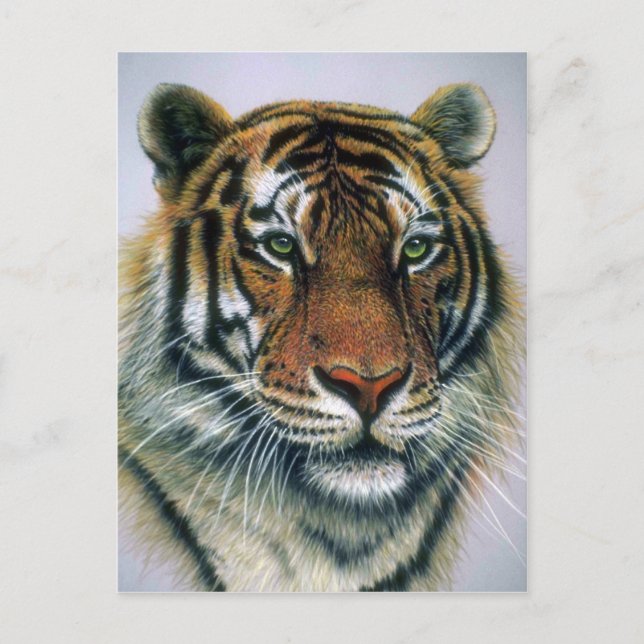 Siberian Tiger head Vykort (Framsida)