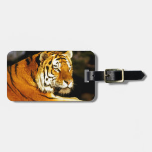 Siberian tiger i aftonen bagagebricka