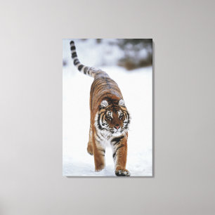 Siberian tiger i snö canvastryck