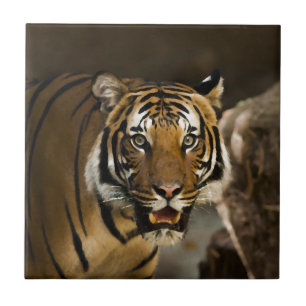Siberian Tiger Kakelplatta