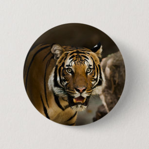Siberian Tiger Knapp