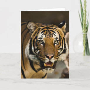 Siberian Tiger Kort