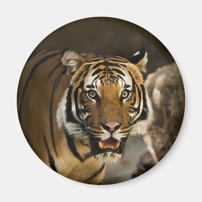 Siberian Tiger Magnet (Framsidan)