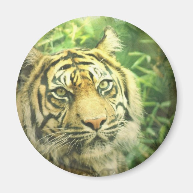 Siberian Tiger Magnet (Framsidan)