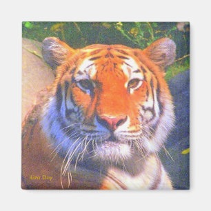 Siberian Tiger Magnet
