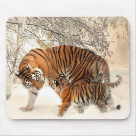 Siberian Tiger Mother and Kitten Musmatta