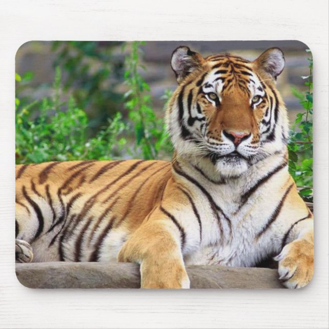Siberian Tiger Mousepad Musmatta (Framsidan)