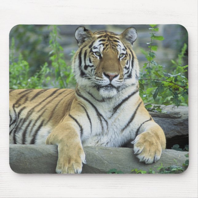 Siberian tiger musmatta (Framsidan)