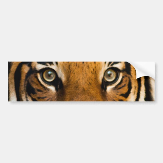 Siberian Tiger Ögon Bumper Sticker Bildekal (Framsidan)