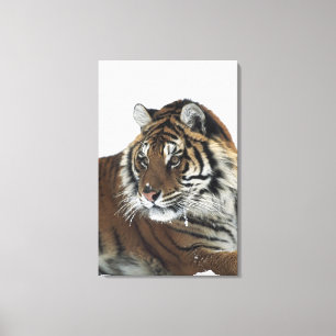 Siberian tiger (pantheraen Tigris Altaica) 2 Canvastryck