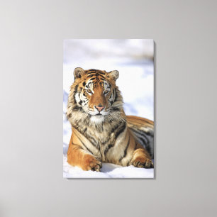 Siberian tiger, Pantheratigris altaica, Asien, Canvastryck