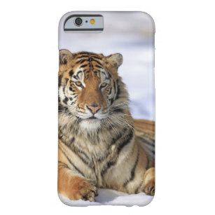 Siberian tiger, Pantheratigris altaica, Asien, Barely There iPhone 6 Skal