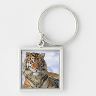 Siberian tiger, Pantheratigris altaica, Asien Fyrkantig Silverfärgad Nyckelring