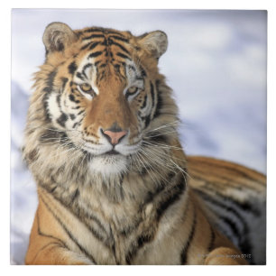 Siberian tiger, Pantheratigris altaica, Asien, Kakelplatta