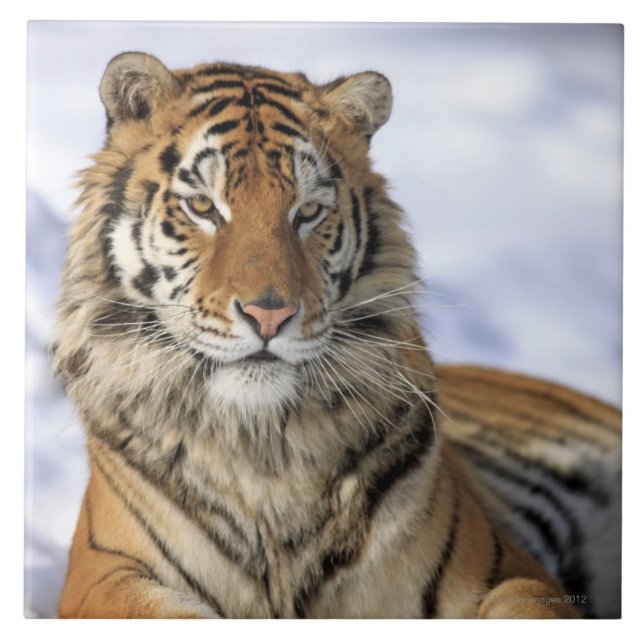 Siberian tiger, Pantheratigris altaica, Asien, Kakelplatta (Framsidan)