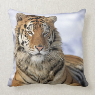 Siberian tiger, Pantheratigris altaica, Asien Kudde
