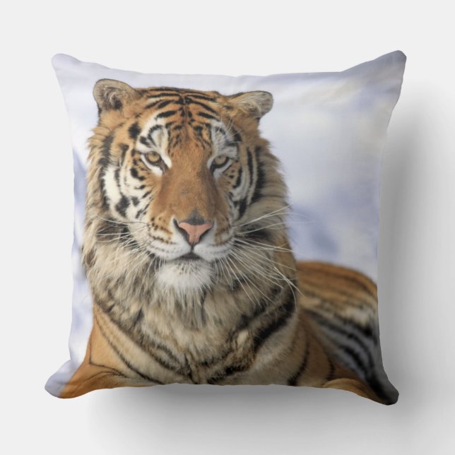 Siberian tiger, Pantheratigris altaica, Asien Kudde (Framsida)