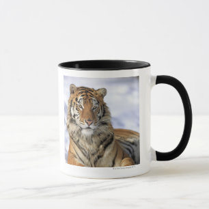 Siberian tiger, Pantheratigris altaica, Asien Mugg